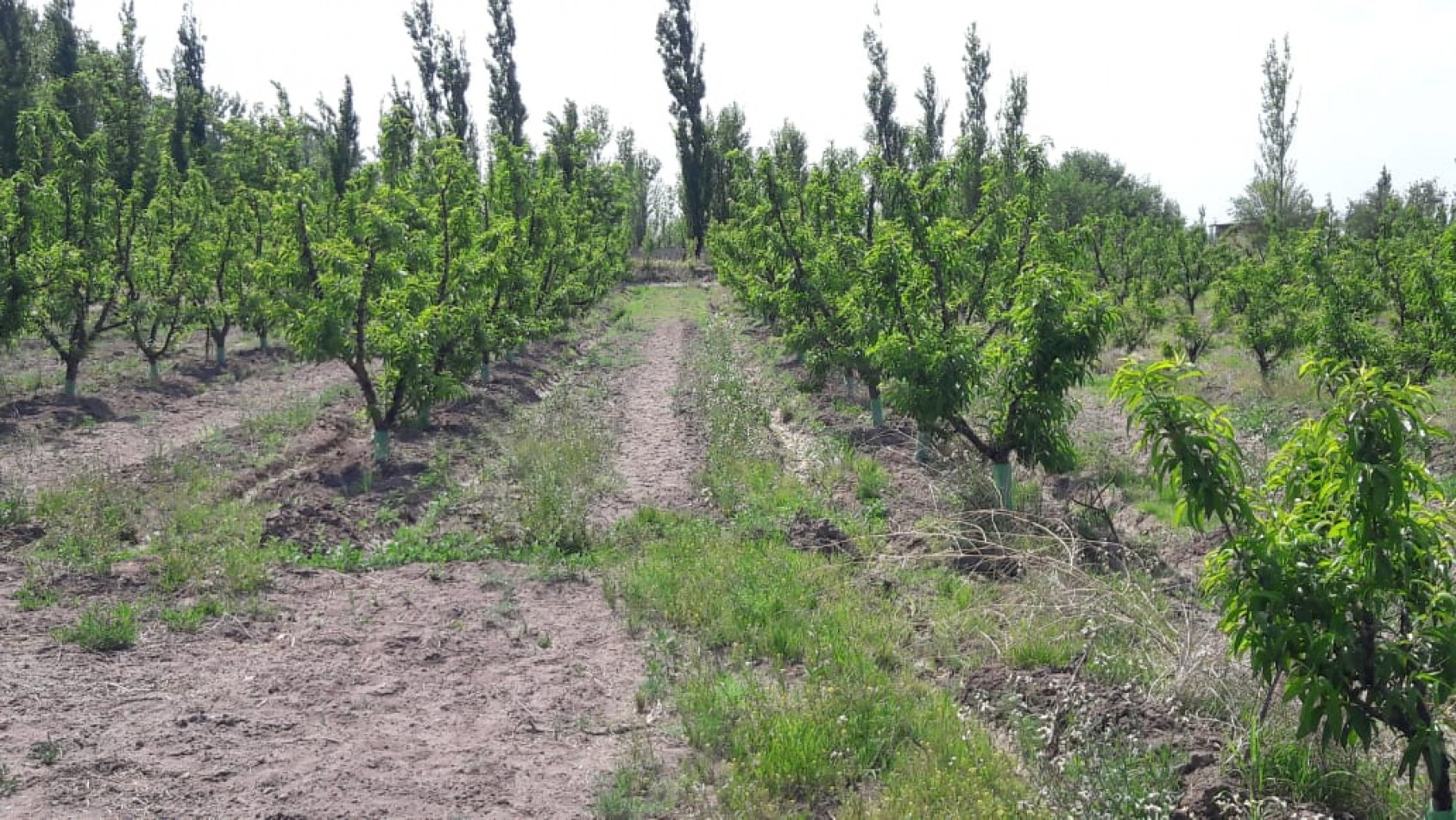 VENDO Finca de 8 hectareas en Las Aguaditas. Casa, frutales Ciruela D'agen,  Durazno, Uvas. San Rafael. Mendoza. 