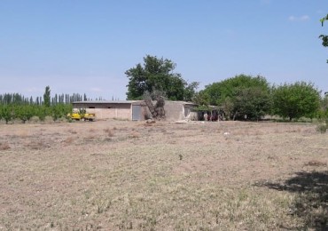 VENDO Finca de 8 hectareas en Las Aguaditas. Casa, frutales Ciruela D'agen,  Durazno, Uvas. San Rafael. Mendoza. 