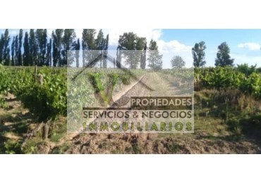Vendo Finca 20 has Produccion UVA a 5 km de Salto de las Rosas. San Rafael.  Mendoza  
