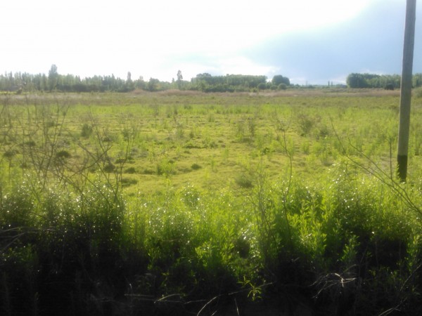 PERMUTA Terreno o lote 2,4 has o 24.000 m2 en la calle el TOLEDANO las Paredes. San Rafael