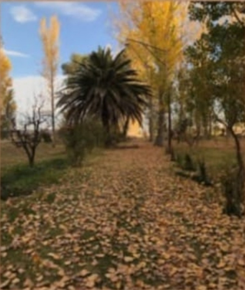 VENDO FINCA 42 has en San Rafael con Casa Patonal 4 dormitorios + Piscina + Galpones + prod de Ciruela distrito Salto de las Rosas