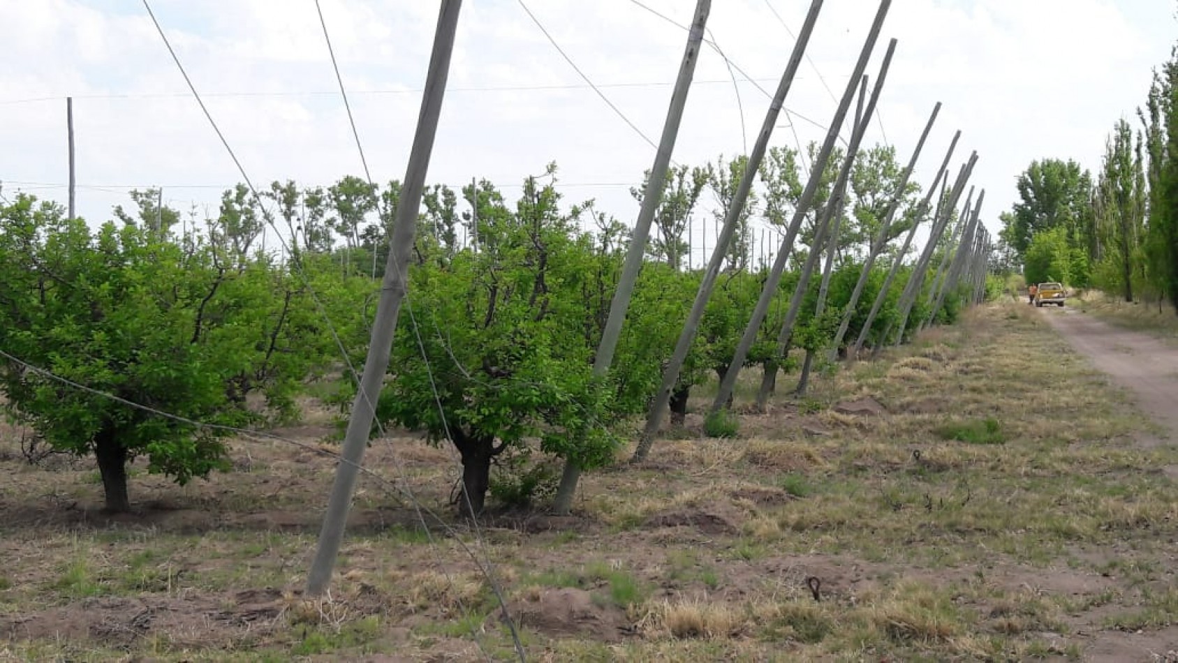 VENDO Finca de 8 hectareas en Las Aguaditas. Casa, frutales Ciruela D'agen, Durazno, Uvas. San Rafael. Mendoza.