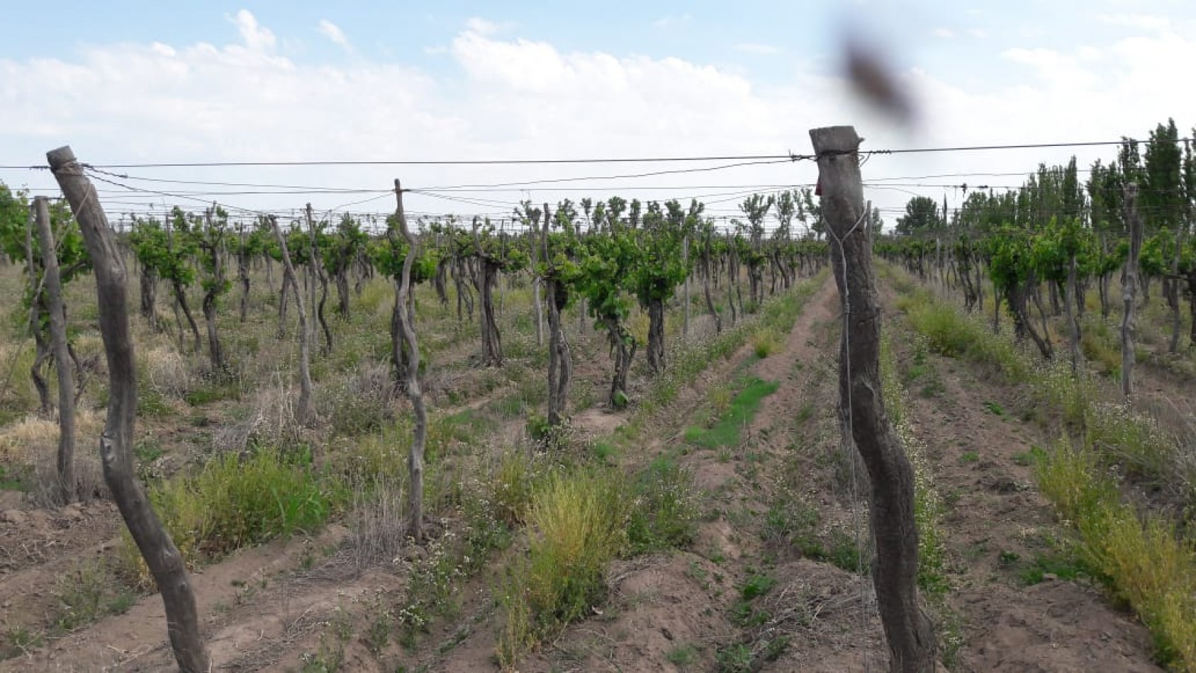 VENDO Finca de 8 hectareas en Las Aguaditas. Casa, frutales Ciruela D'agen, Durazno, Uvas. San Rafael. Mendoza.
