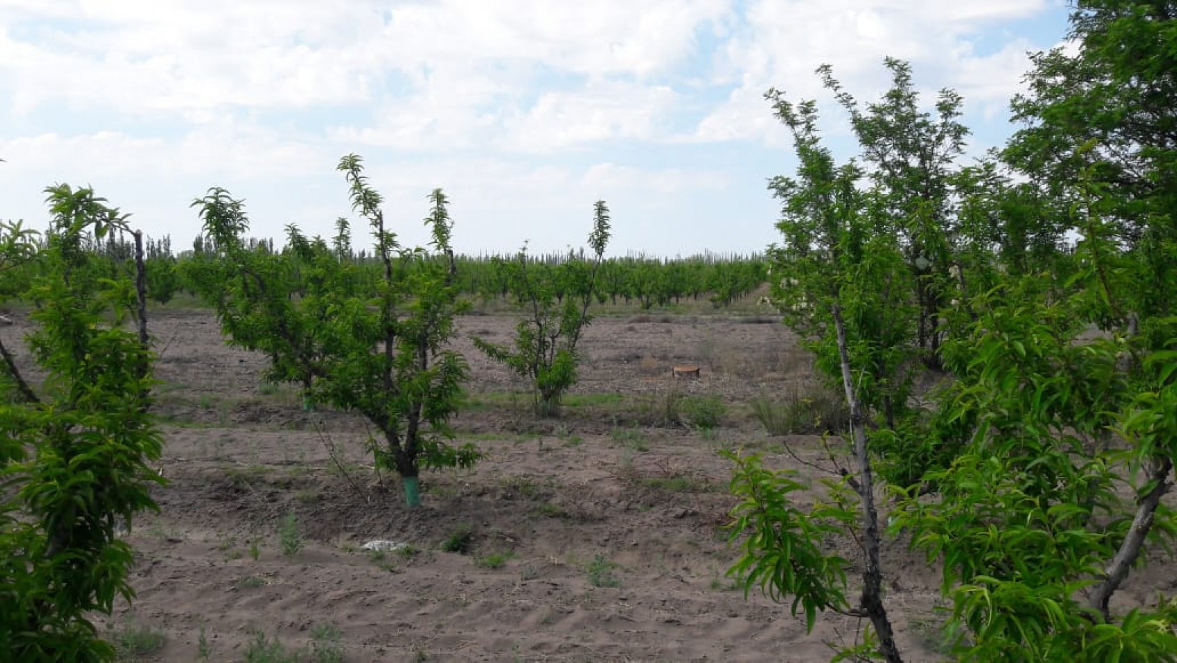 VENDO Finca de 8 hectareas en Las Aguaditas. Casa, frutales Ciruela D'agen, Durazno, Uvas. San Rafael. Mendoza.