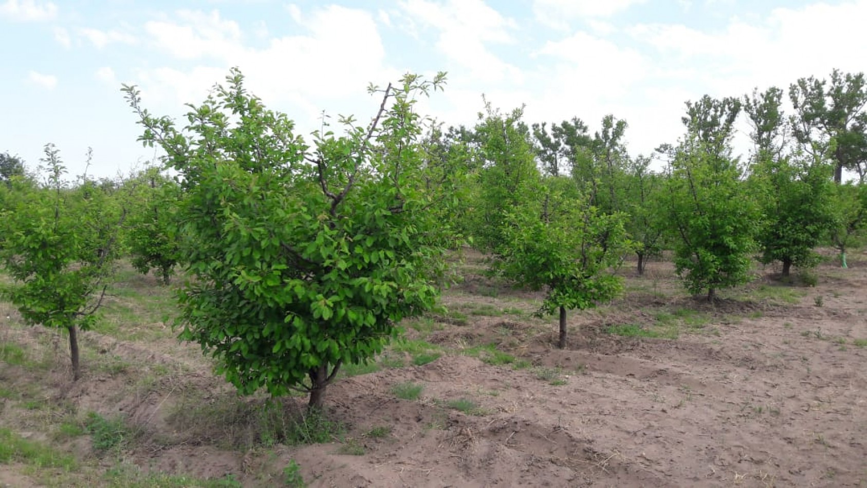 VENDO Finca de 8 hectareas en Las Aguaditas. Casa, frutales Ciruela D'agen, Durazno, Uvas. San Rafael. Mendoza.
