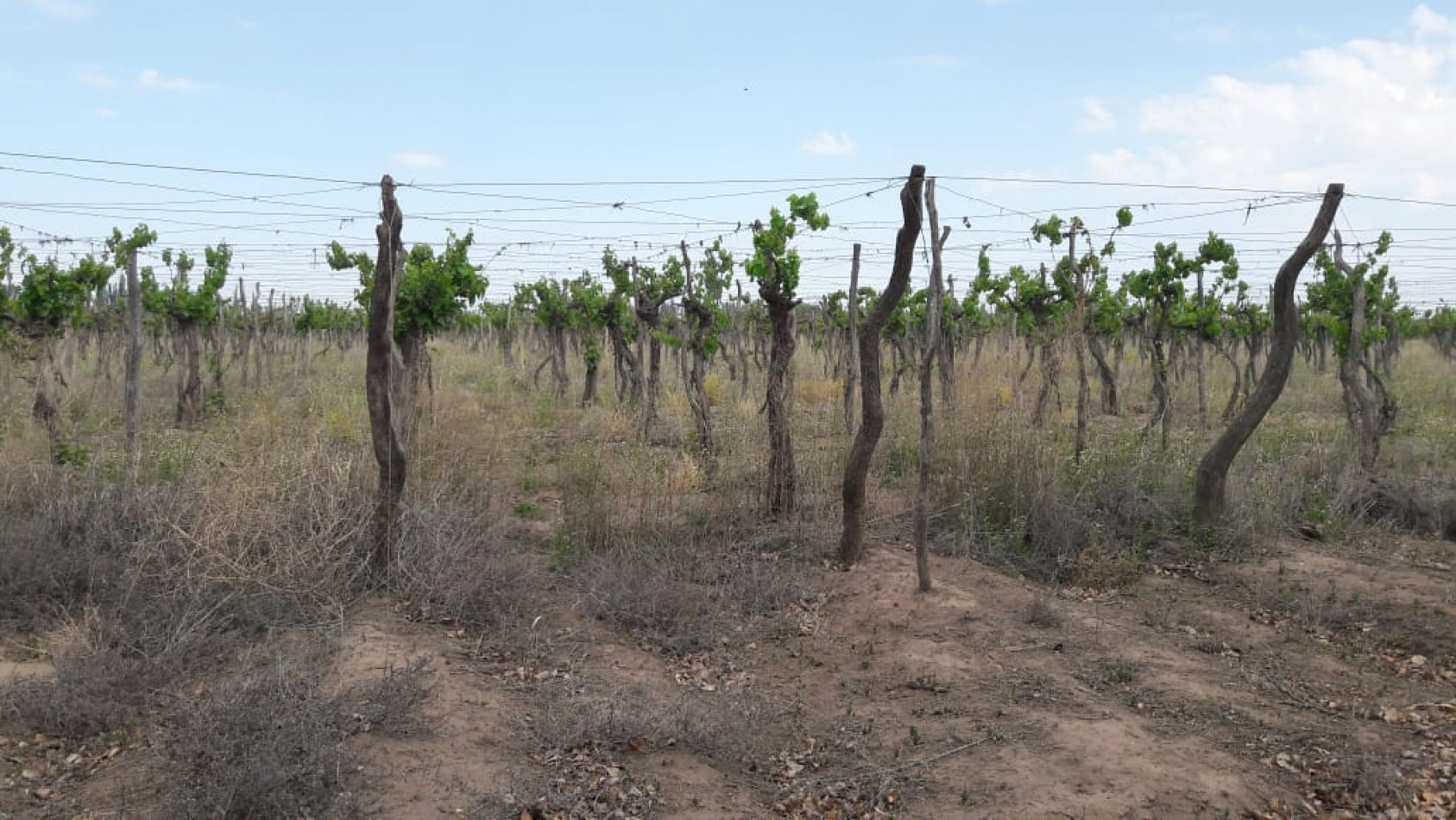 VENDO Finca de 8 hectareas en Las Aguaditas. Casa, frutales Ciruela D'agen, Durazno, Uvas. San Rafael. Mendoza.