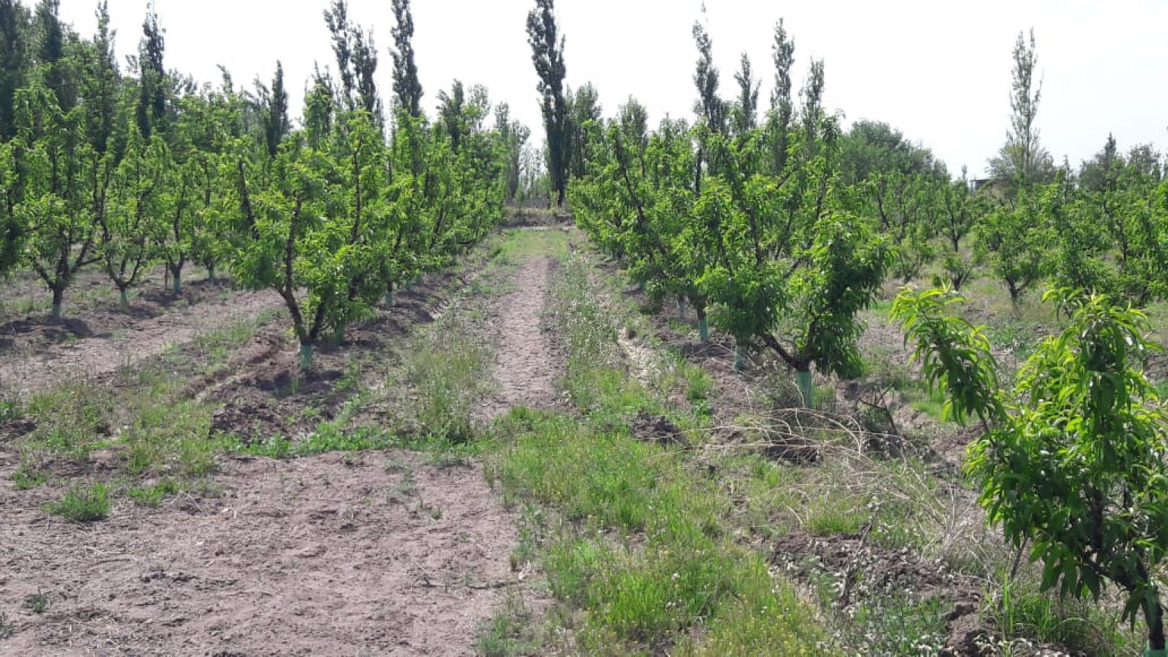 VENDO Finca de 8 hectareas en Las Aguaditas. Casa, frutales Ciruela D'agen, Durazno, Uvas. San Rafael. Mendoza.