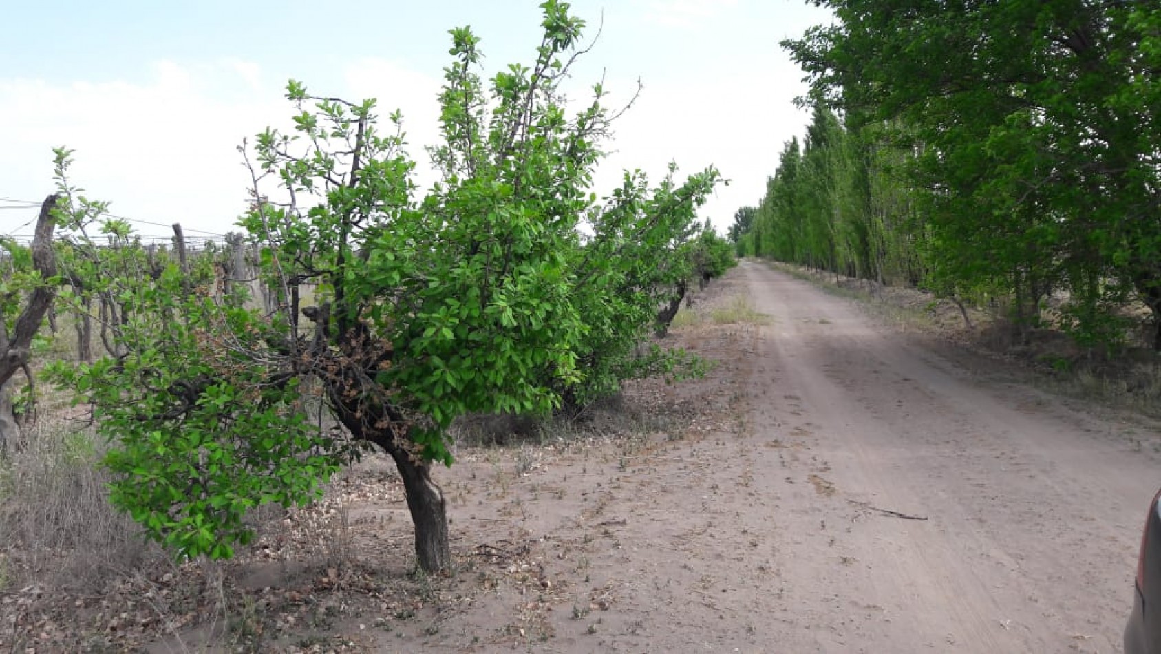 VENDO Finca de 8 hectareas en Las Aguaditas. Casa, frutales Ciruela D'agen, Durazno, Uvas. San Rafael. Mendoza.