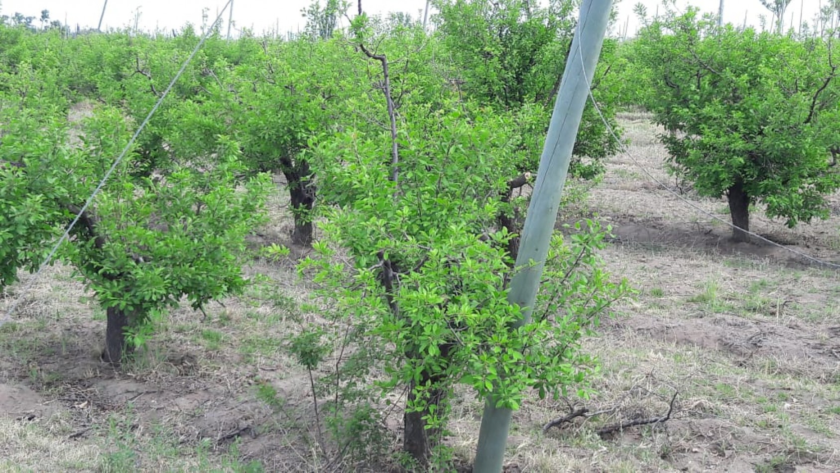 VENDO Finca de 8 hectareas en Las Aguaditas. Casa, frutales Ciruela D'agen, Durazno, Uvas. San Rafael. Mendoza.