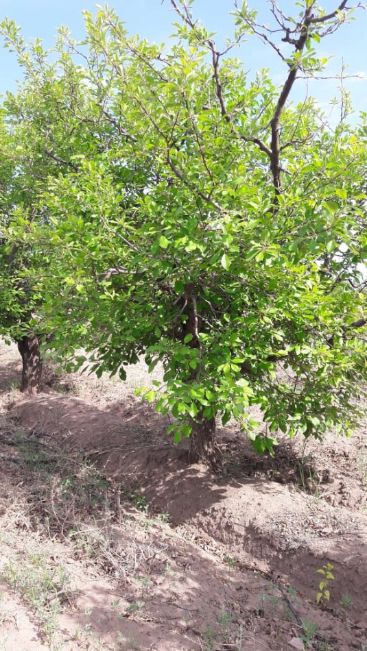 VENDO Finca de 8 hectareas en Las Aguaditas. Casa, frutales Ciruela D'agen, Durazno, Uvas. San Rafael. Mendoza.