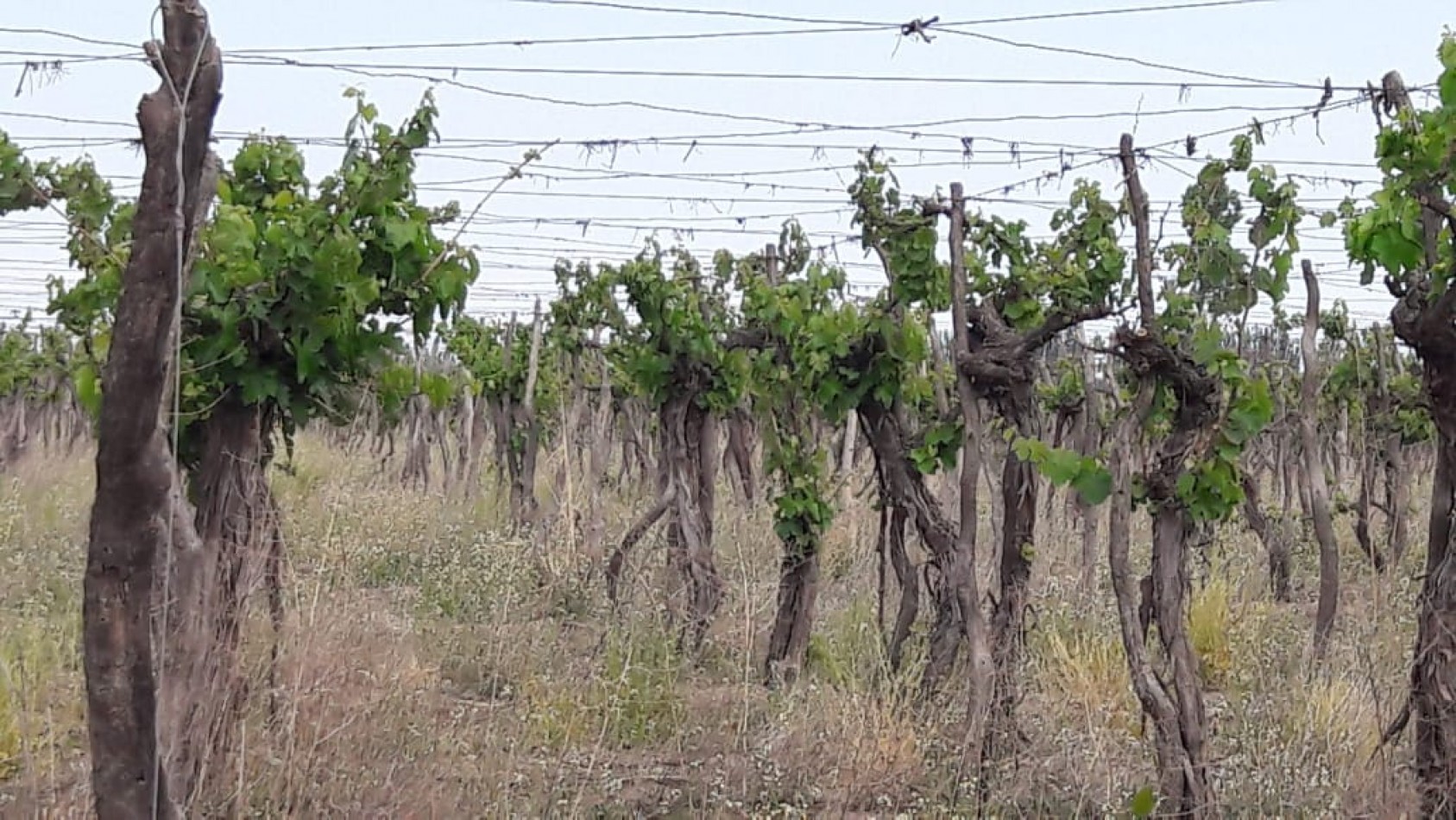 VENDO Finca de 8 hectareas en Las Aguaditas. Casa, frutales Ciruela D'agen, Durazno, Uvas. San Rafael. Mendoza.
