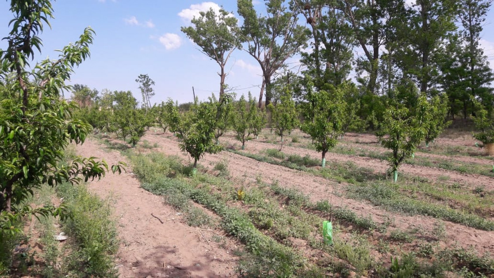VENDO Finca de 8 hectareas en Las Aguaditas. Casa, frutales Ciruela D'agen, Durazno, Uvas. San Rafael. Mendoza.