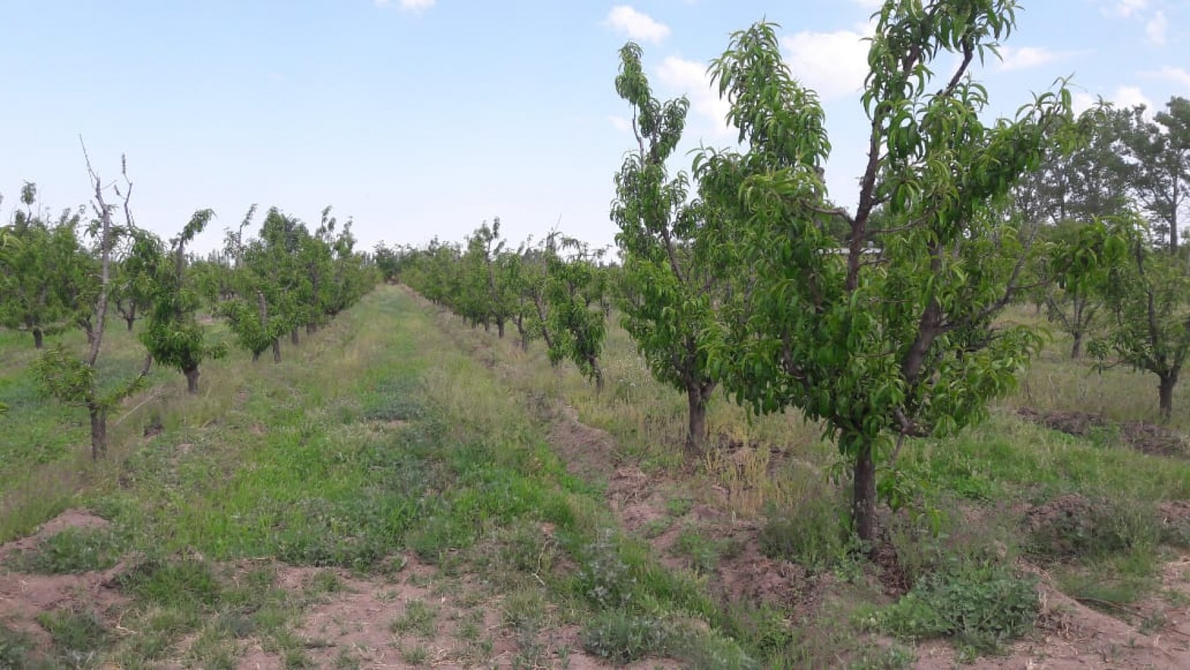 VENDO Finca de 8 hectareas en Las Aguaditas. Casa, frutales Ciruela D'agen, Durazno, Uvas. San Rafael. Mendoza.