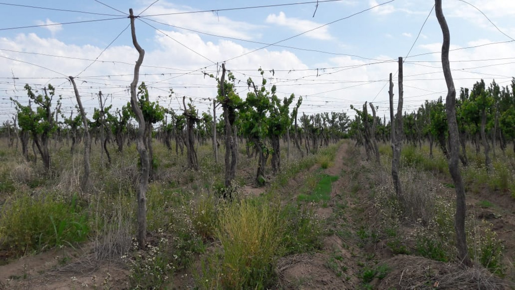 VENDO Finca de 8 hectareas en Las Aguaditas. Casa, frutales Ciruela D'agen, Durazno, Uvas. San Rafael. Mendoza.