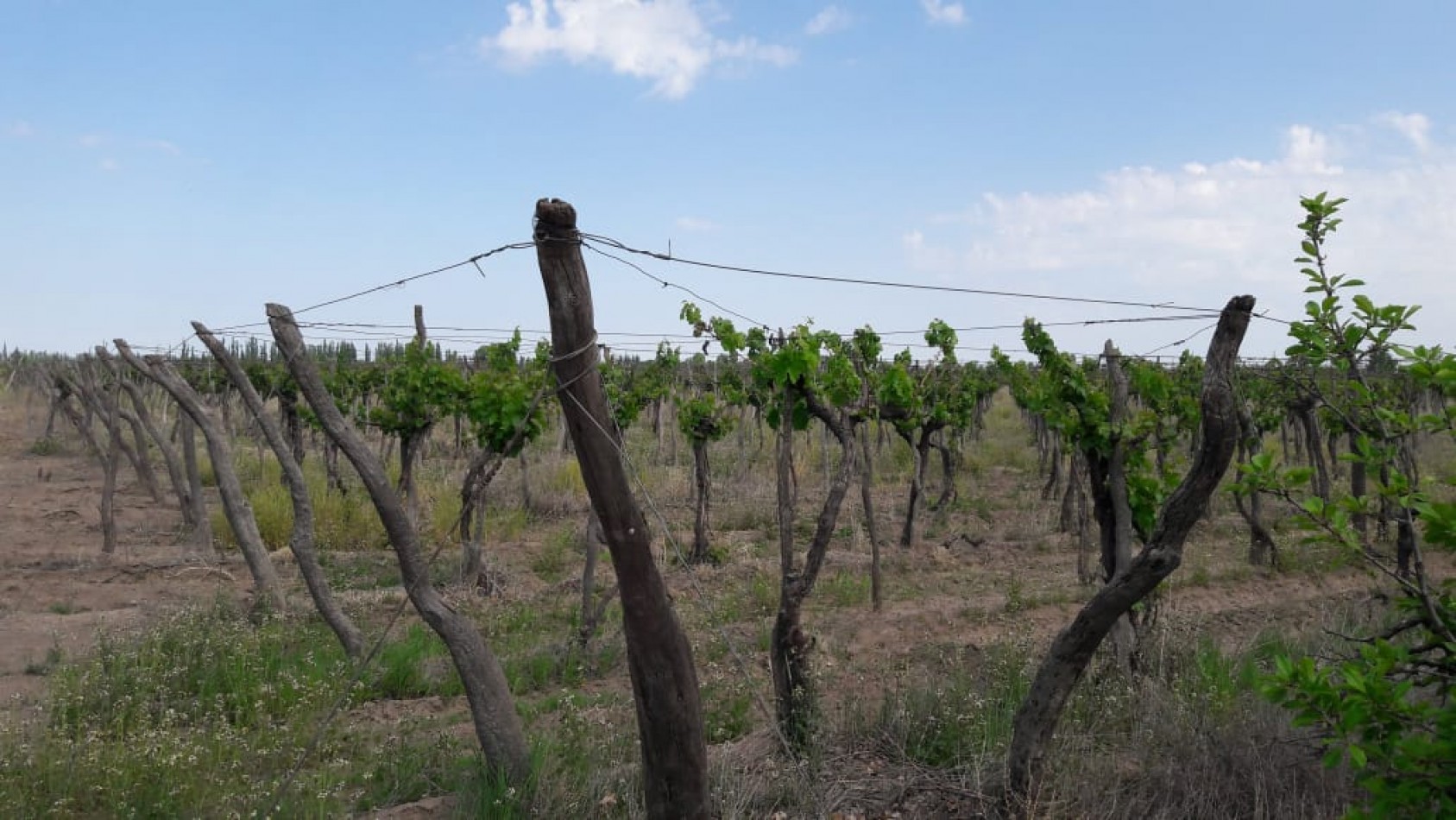 VENDO Finca de 8 hectareas en Las Aguaditas. Casa, frutales Ciruela D'agen, Durazno, Uvas. San Rafael. Mendoza.