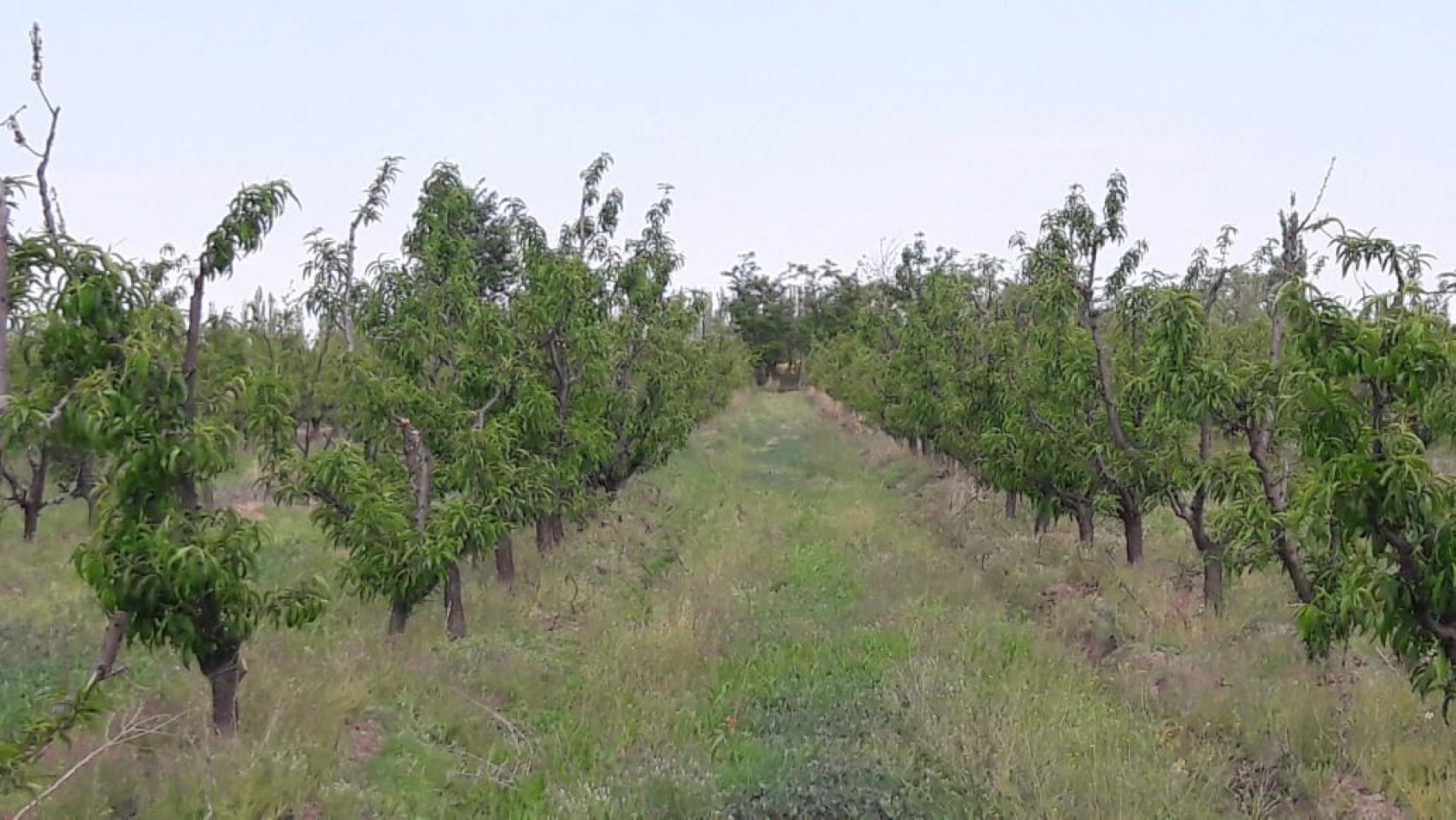 VENDO Finca de 8 hectareas en Las Aguaditas. Casa, frutales Ciruela D'agen, Durazno, Uvas. San Rafael. Mendoza.