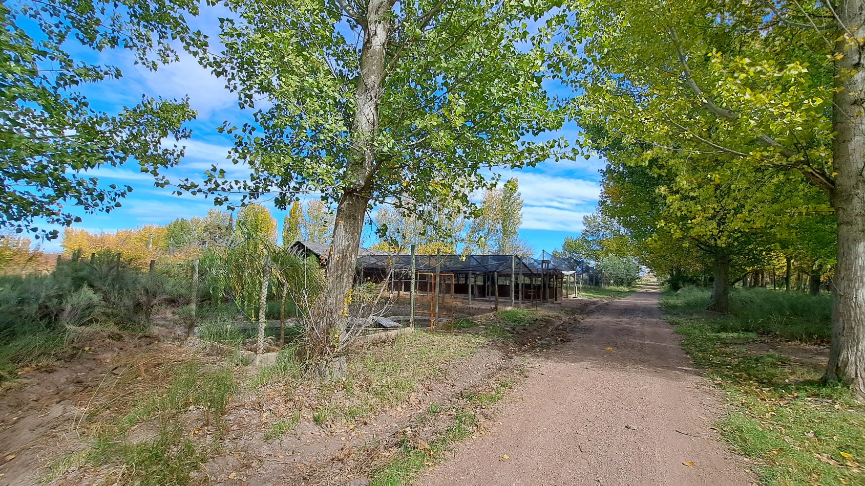 VENDO FINCA 42 has en San Rafael con Casa Patonal 4 dormitorios + Piscina + Galpones + prod de Ciruela distrito Salto de las Rosas