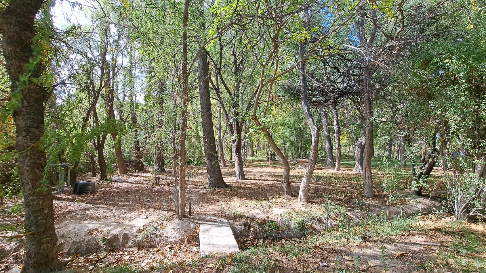 VENDO FINCA 42 has en San Rafael con Casa Patonal 4 dormitorios + Piscina + Galpones + prod de Ciruela distrito Salto de las Rosas