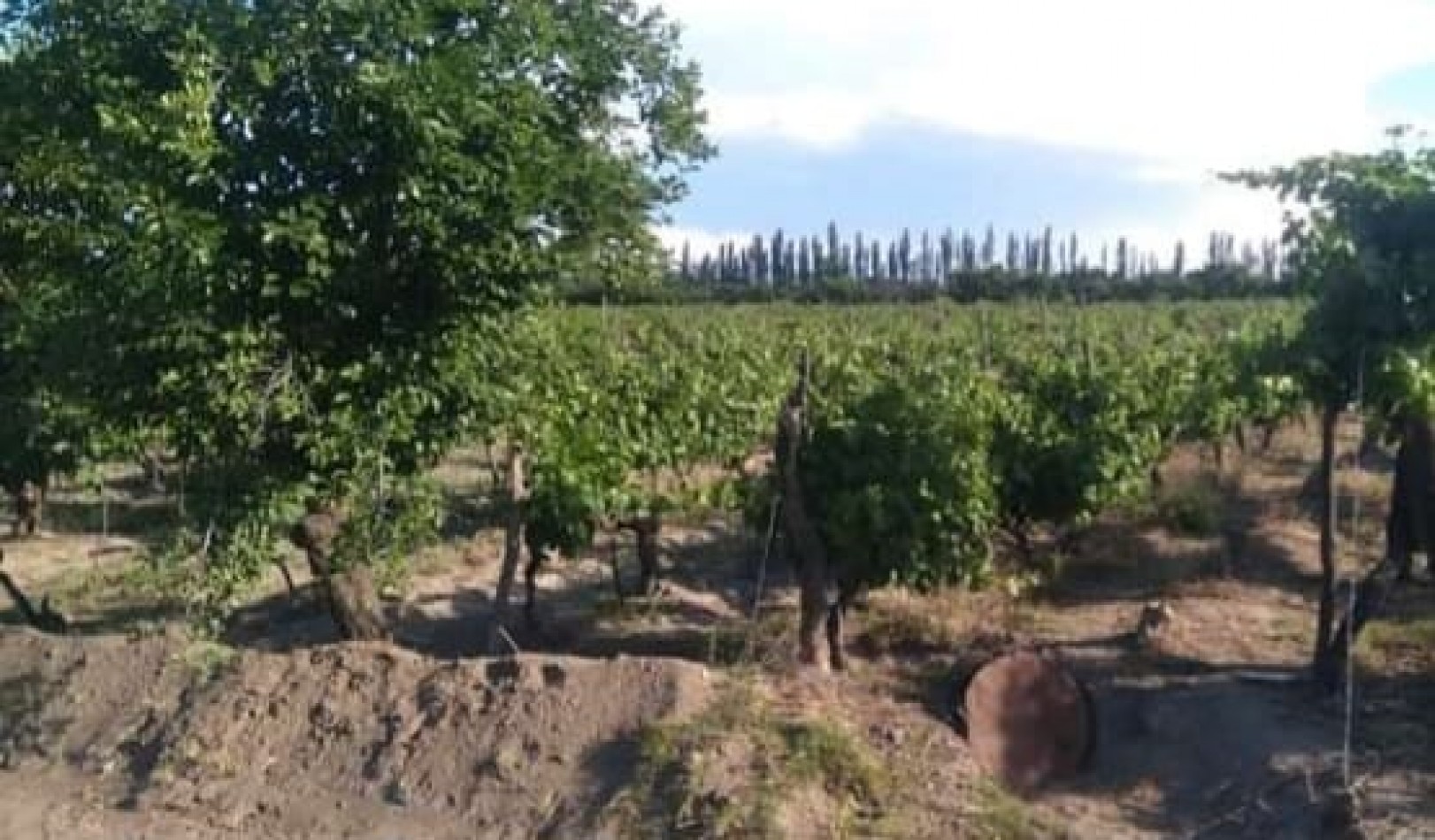 Vendo Finca 20 has Produccion UVA a 5 km de Salto de las Rosas. San Rafael. Mendoza