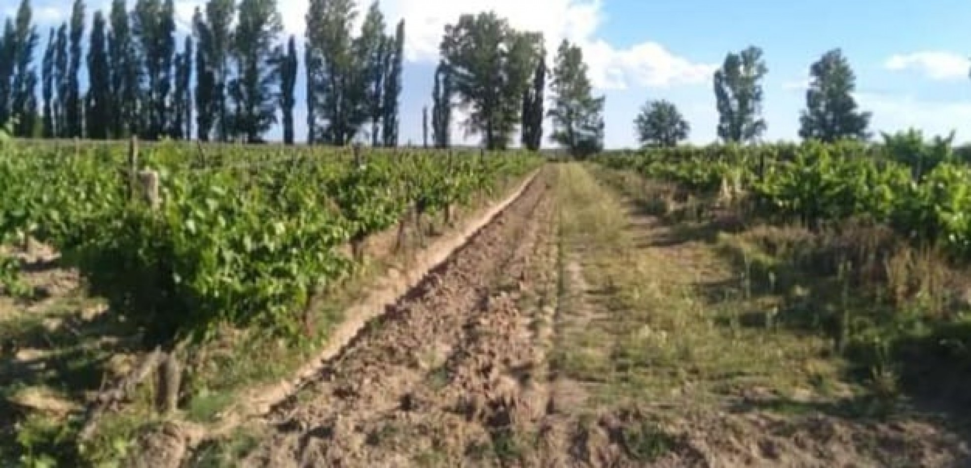 Vendo Finca 20 has Produccion UVA a 5 km de Salto de las Rosas. San Rafael. Mendoza