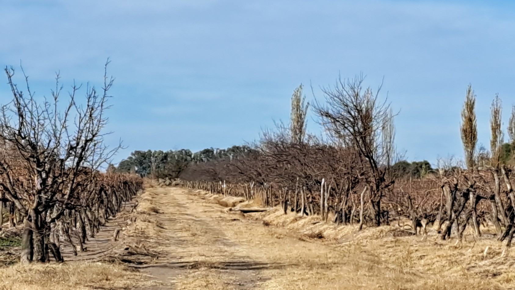 Vendo Finca 20 has Produccion UVA a 5 km de Salto de las Rosas. San Rafael. Mendoza