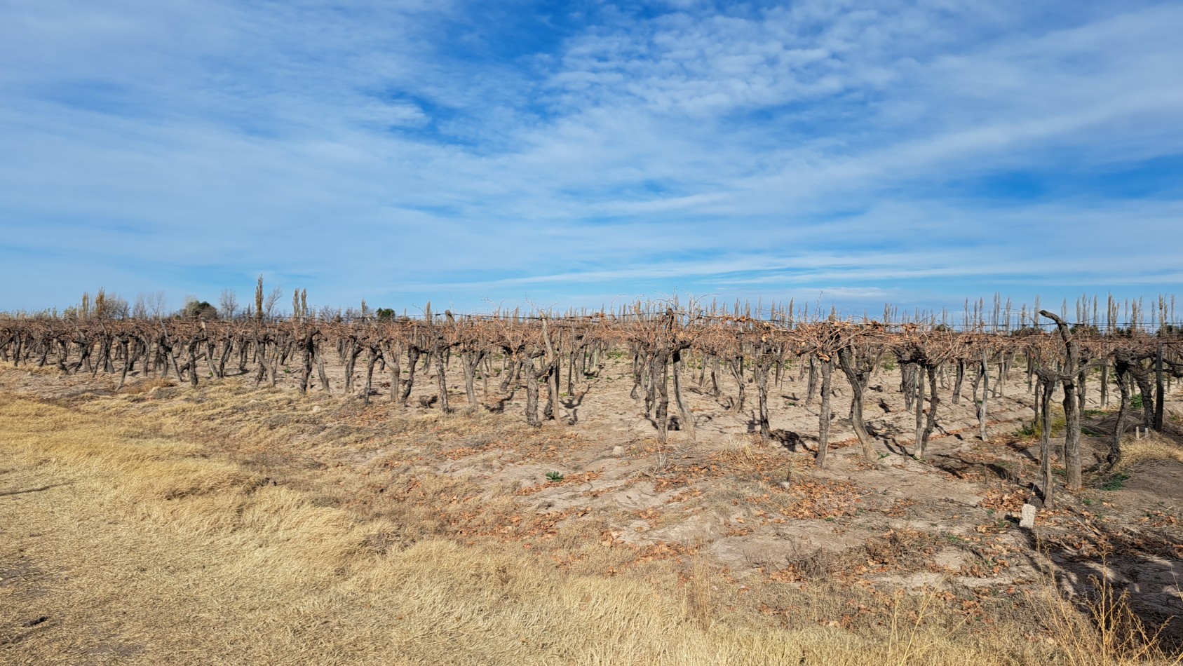Vendo Finca 20 has Produccion UVA a 5 km de Salto de las Rosas. San Rafael. Mendoza