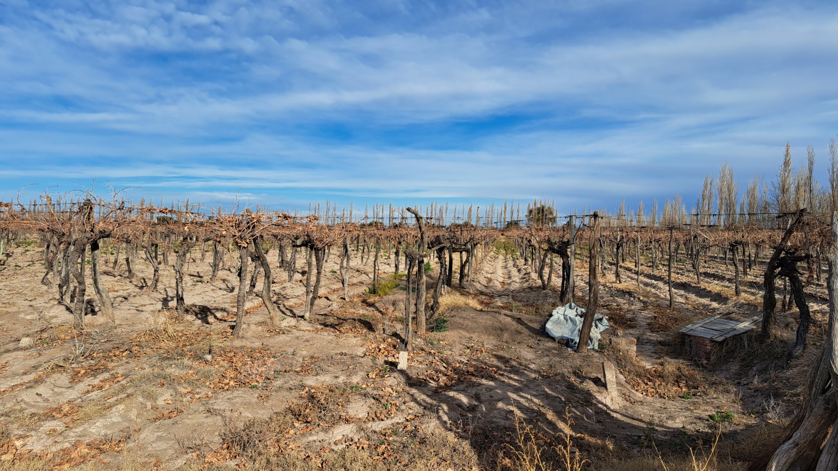 Vendo Finca 20 has Produccion UVA a 5 km de Salto de las Rosas. San Rafael. Mendoza