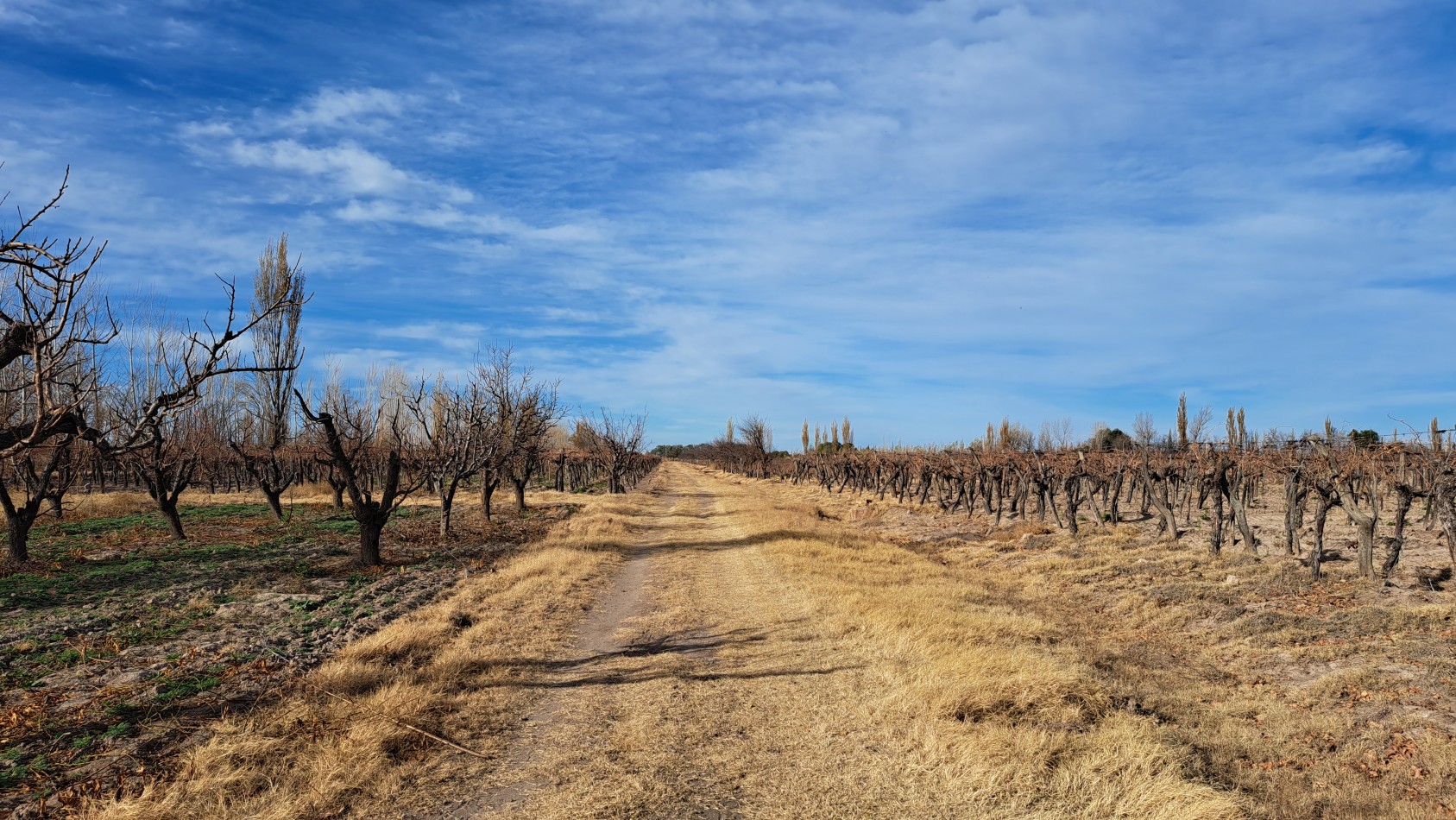 Vendo Finca 20 has Produccion UVA a 5 km de Salto de las Rosas. San Rafael. Mendoza