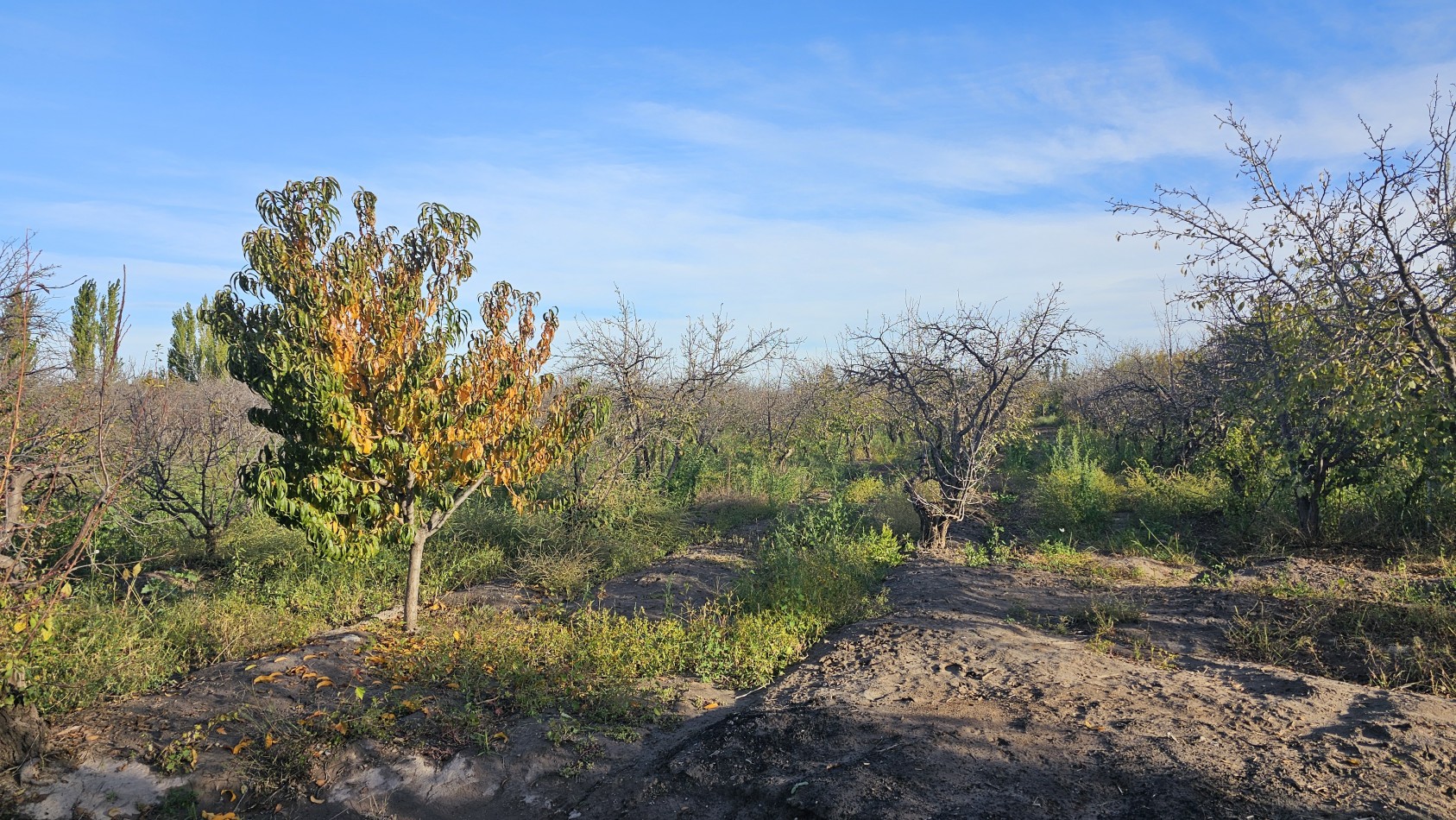 ¡Oportunidad unica en Rama Caida, San Rafael!¡Una propiedad excepcional en la zona de Rama Caida, a tan solo 6 km de San Rafael! Posibilidad de permuta. Casa+ Quincho+ Pileta+ Galpon+ plantacion+ Agua, luz y GAS