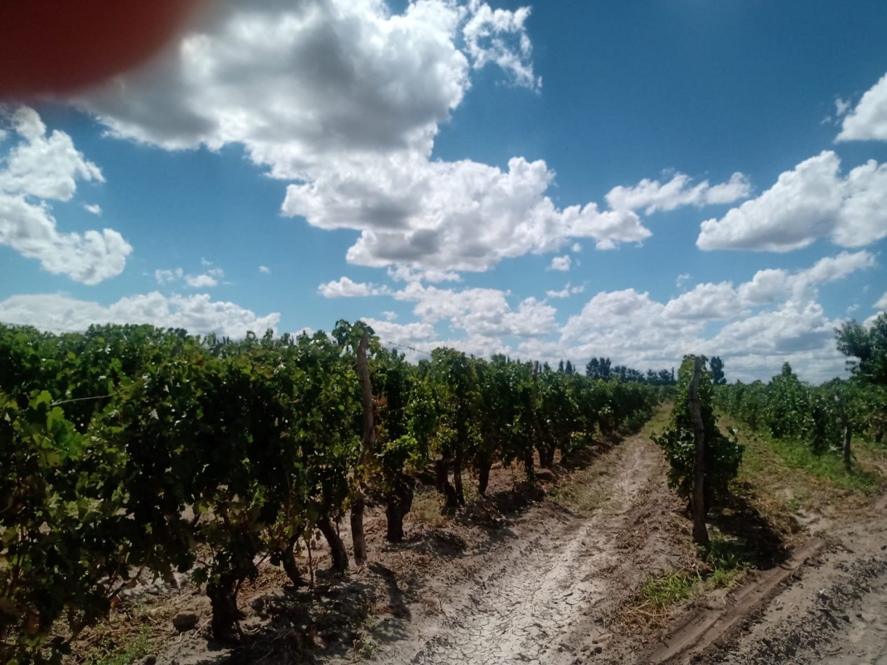 Vendo finca o campo de 28 has en Produccion, Casas, Galpones, Implementos, Riego en Atuel Norte. A 40 km de San Rafael. Mendoza