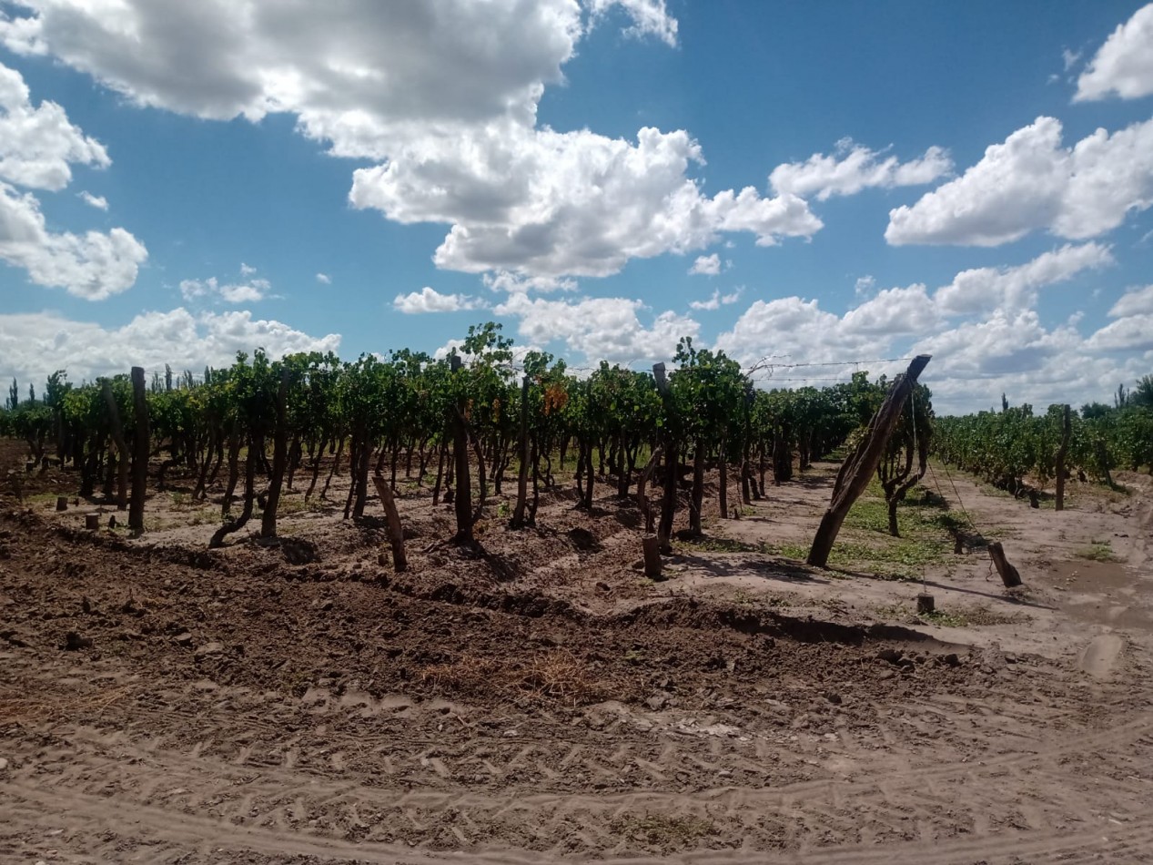 Vendo finca o campo de 28 has en Produccion, Casas, Galpones, Implementos, Riego en Atuel Norte. A 40 km de San Rafael. Mendoza