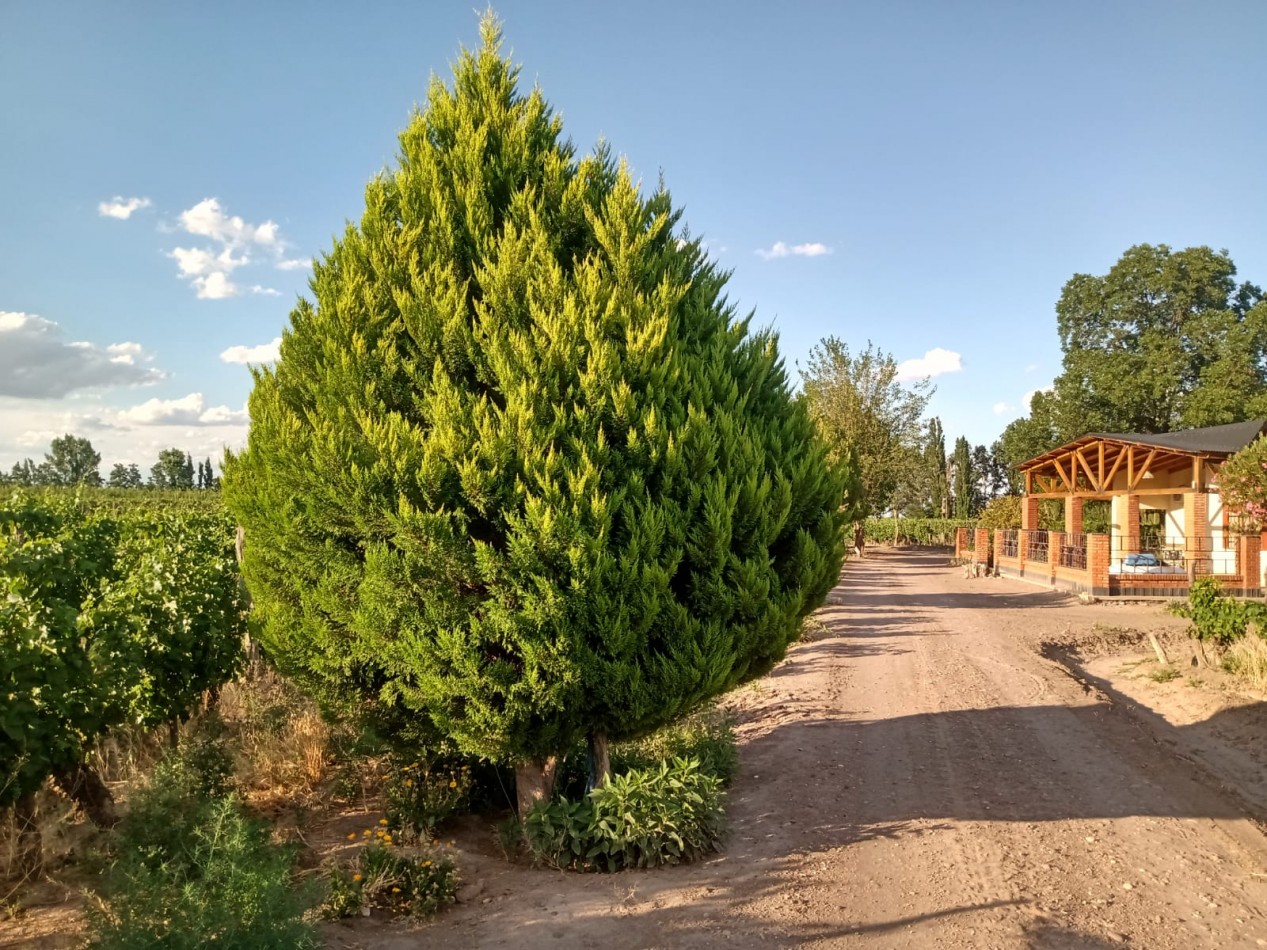 Vendo finca o campo de 28 has en Produccion, Casas, Galpones, Implementos, Riego en Atuel Norte. A 40 km de San Rafael. Mendoza
