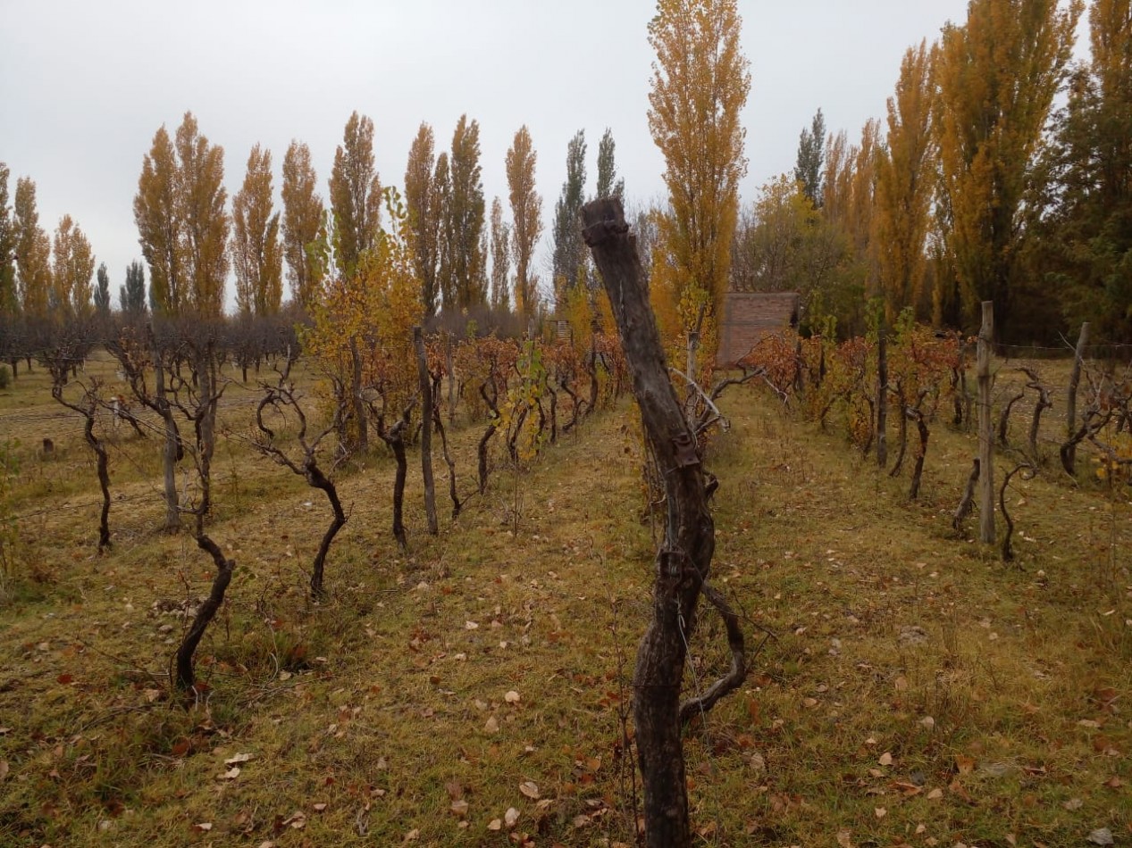 Finca en Venta en C. Benegas, San Rafael - Ideal para Vivir o Emprender