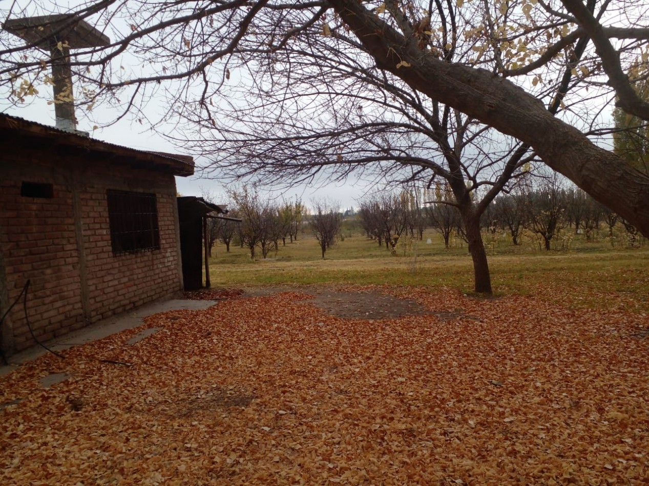 Finca en Venta en C. Benegas, San Rafael - Ideal para Vivir o Emprender