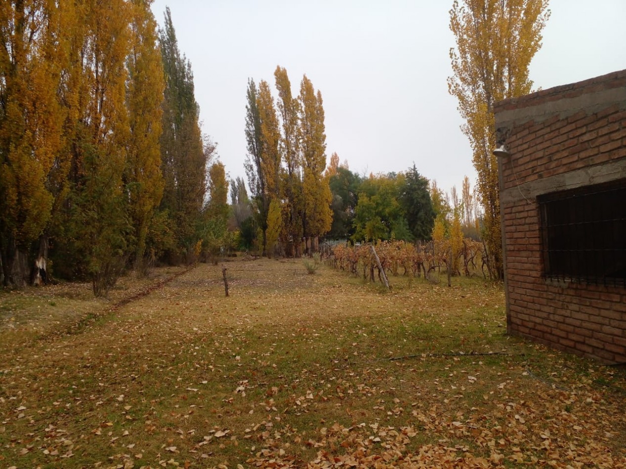 Finca en Venta en C. Benegas, San Rafael - Ideal para Vivir o Emprender
