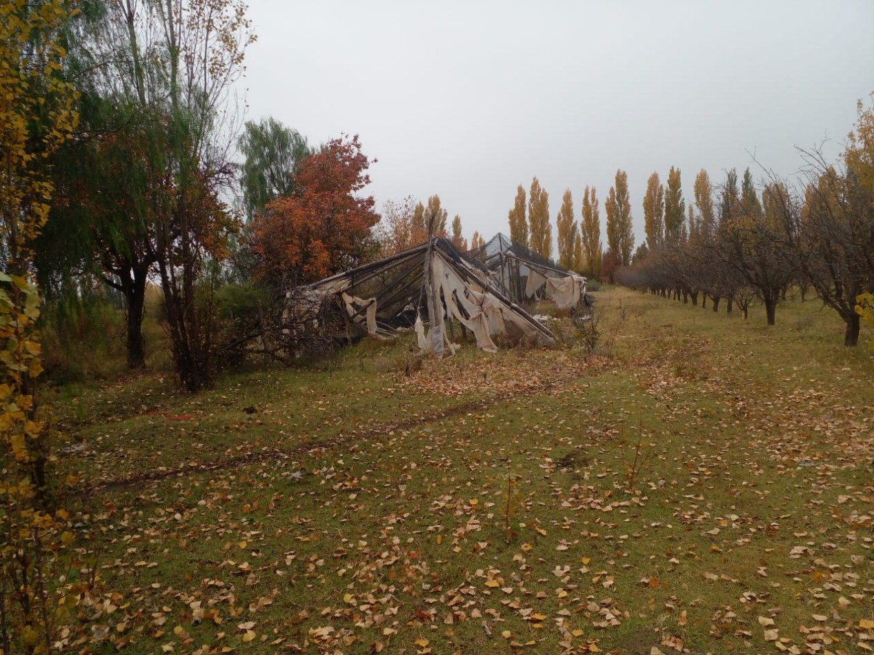 Finca en Venta en C. Benegas, San Rafael - Ideal para Vivir o Emprender