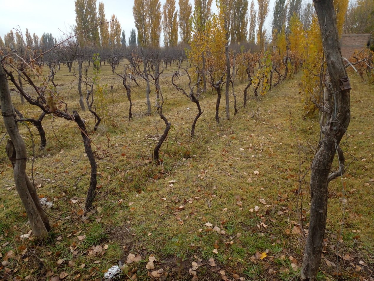 Finca en Venta en C. Benegas, San Rafael - Ideal para Vivir o Emprender