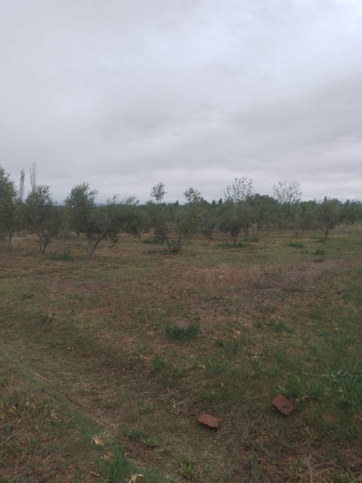 Oportunidad! Finca con Casona grande de 5 hectareas con ciruela en Rama Caida, San Rafael - galpon