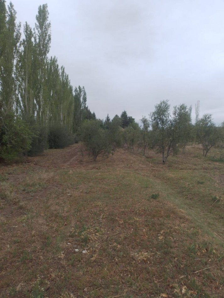 Oportunidad! Finca con Casona grande de 5 hectareas con ciruela en Rama Caida, San Rafael - galpon