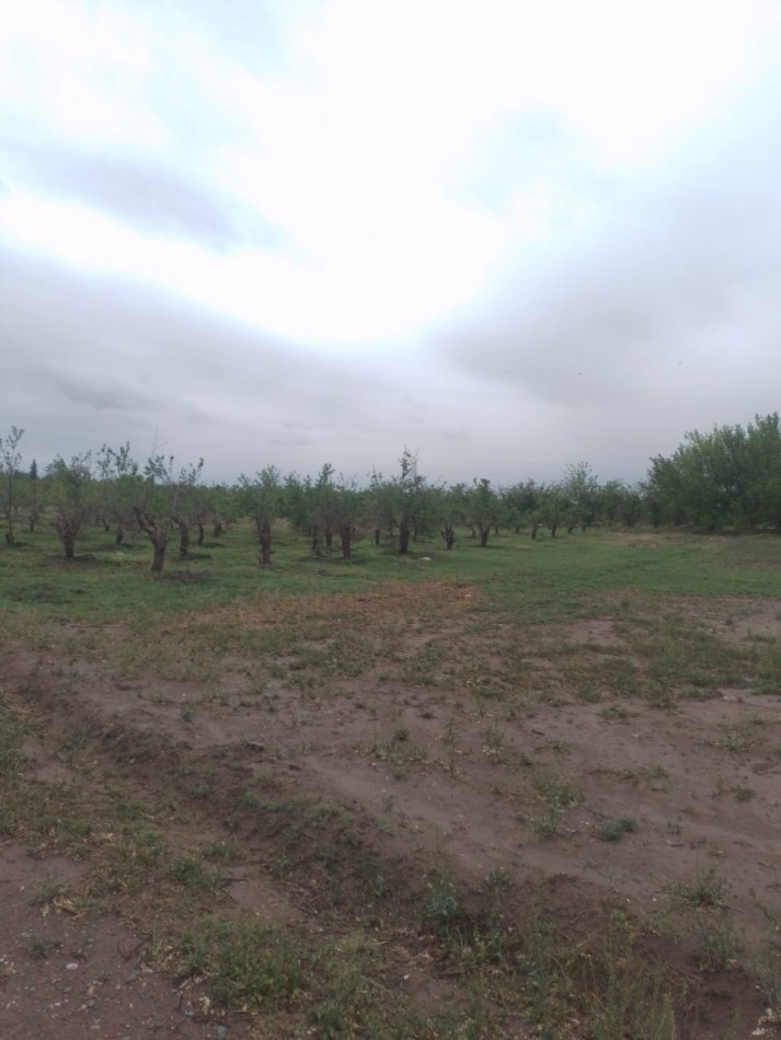 Oportunidad! Finca con Casona grande de 5 hectareas con ciruela en Rama Caida, San Rafael - galpon