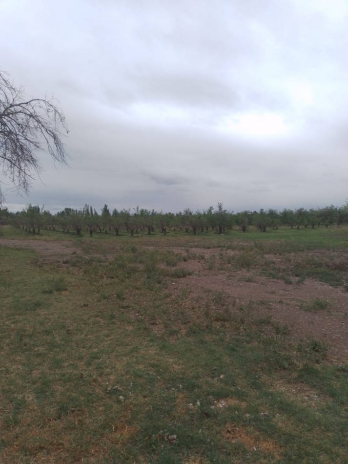 Oportunidad! Finca con Casona grande de 5 hectareas con ciruela en Rama Caida, San Rafael - galpon