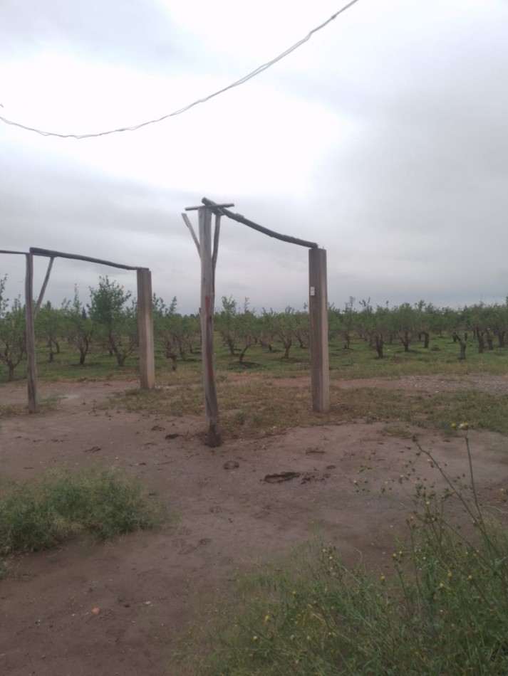 Oportunidad! Finca con Casona grande de 5 hectareas con ciruela en Rama Caida, San Rafael - galpon