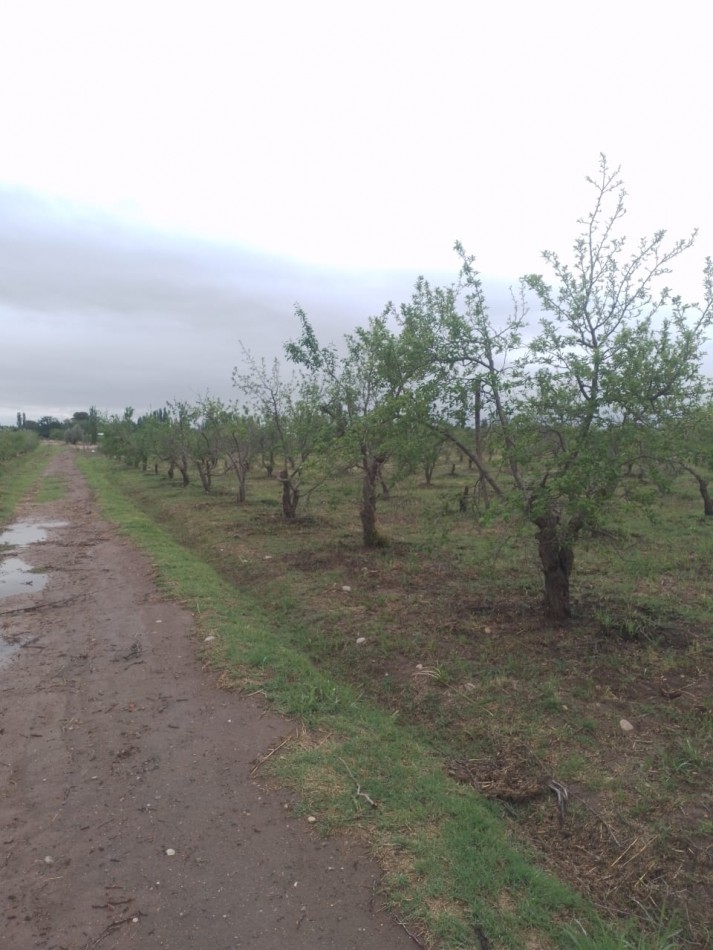 Oportunidad! Finca con Casona grande de 5 hectareas con ciruela en Rama Caida, San Rafael - galpon