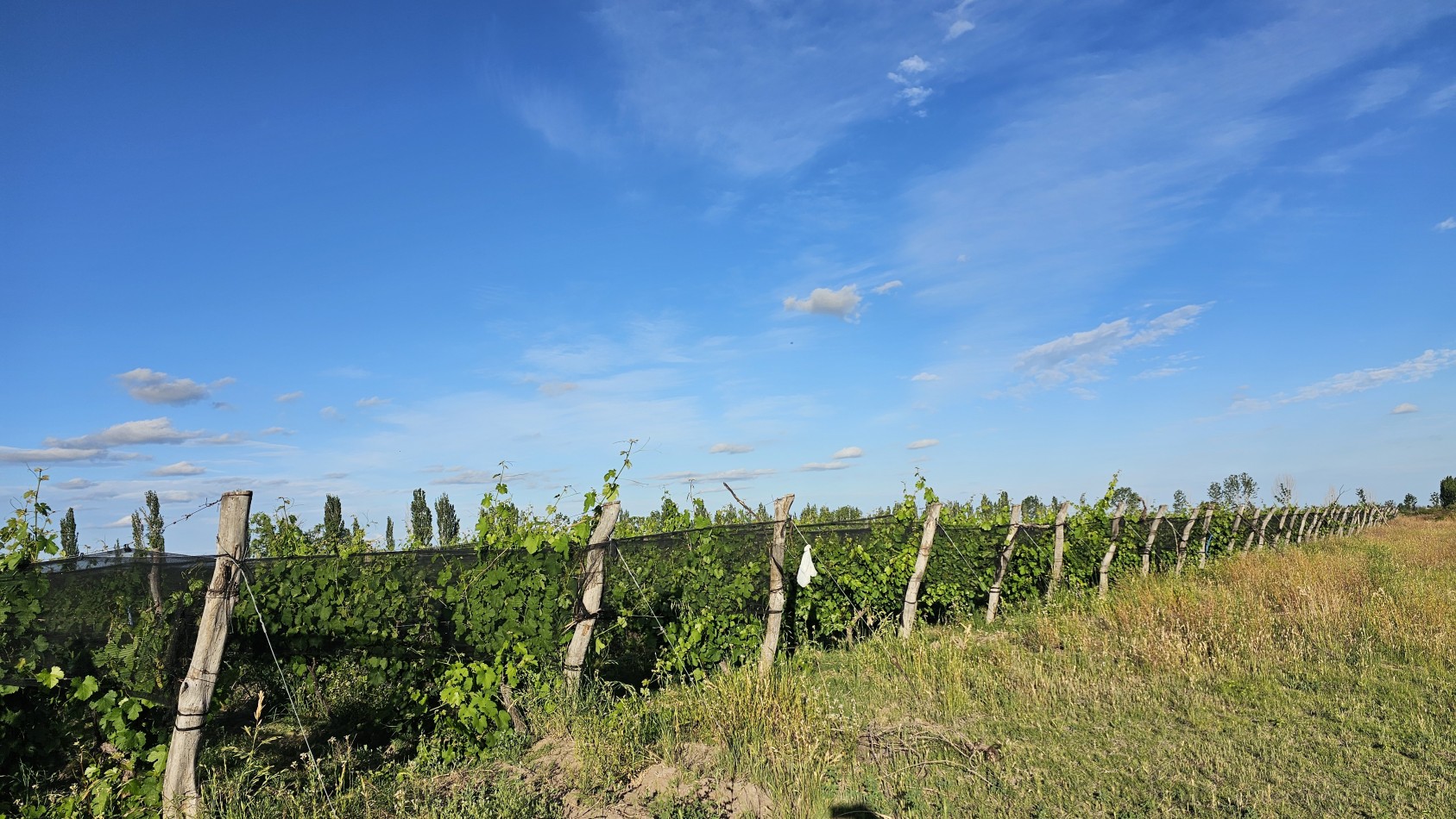 Vendo Finca 22 Has en ingreso de San Rafael. UVAS Y CIRUELA.
