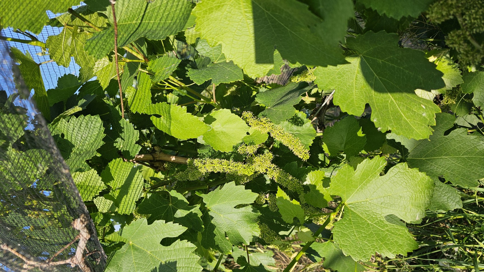Vendo Finca 22 Has en ingreso de San Rafael. UVAS Y CIRUELA.