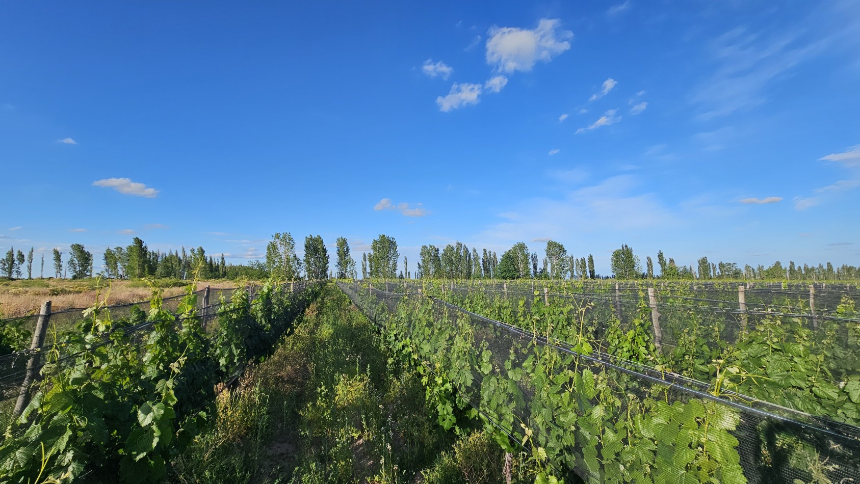 Vendo Finca 22 Has en ingreso de San Rafael. UVAS Y CIRUELA.