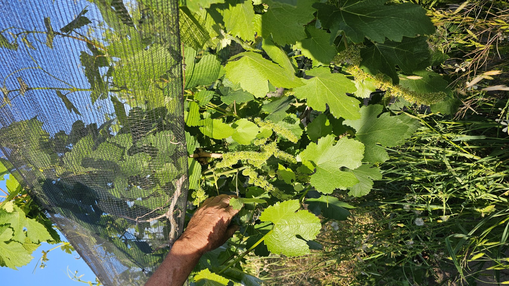 Vendo Finca 22 Has en ingreso de San Rafael. UVAS Y CIRUELA.