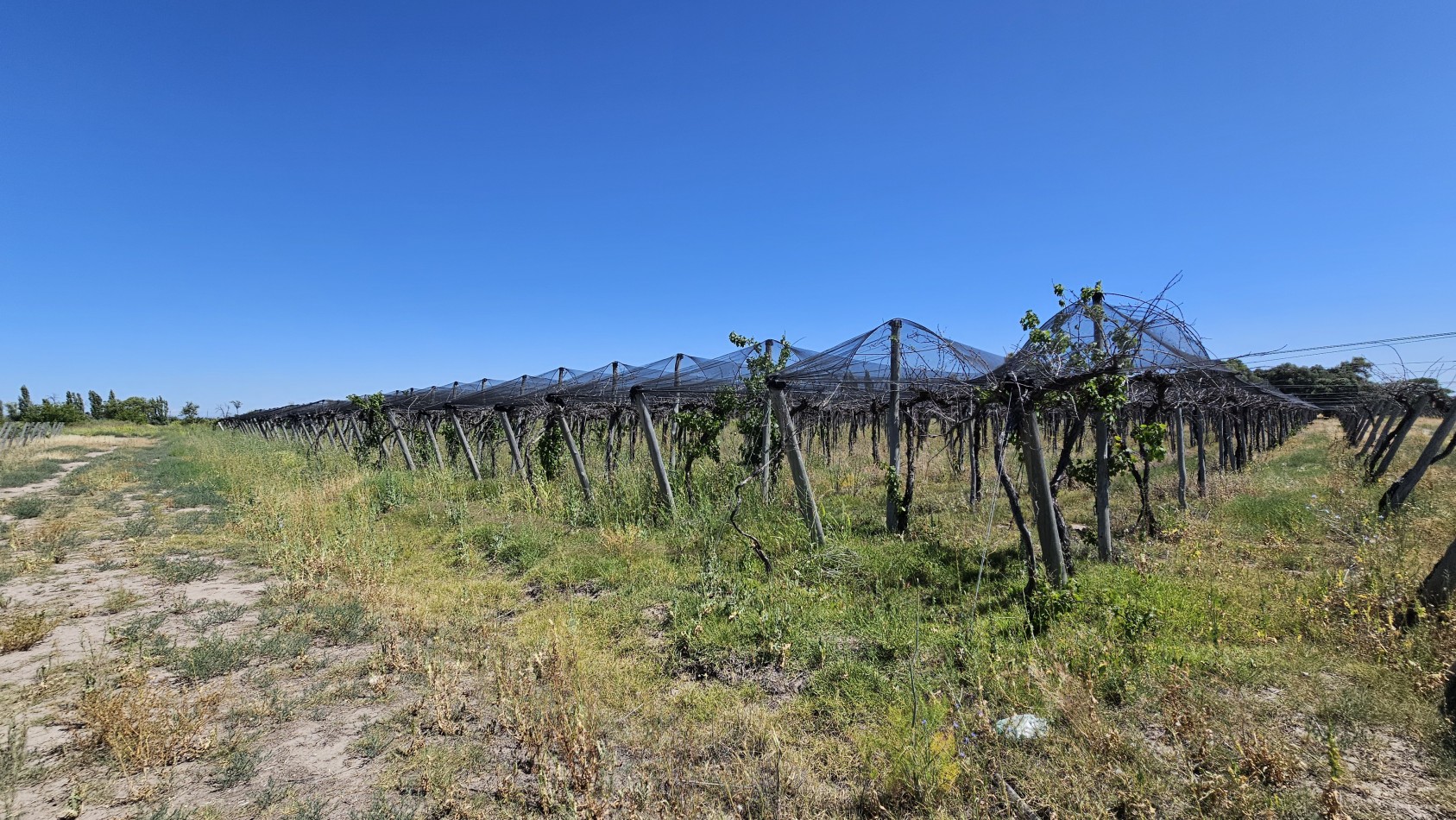 Vendo propiedad de 10.8 has con Bodega sobre Ruta 144 a menos de 4.5 km de San Rafael