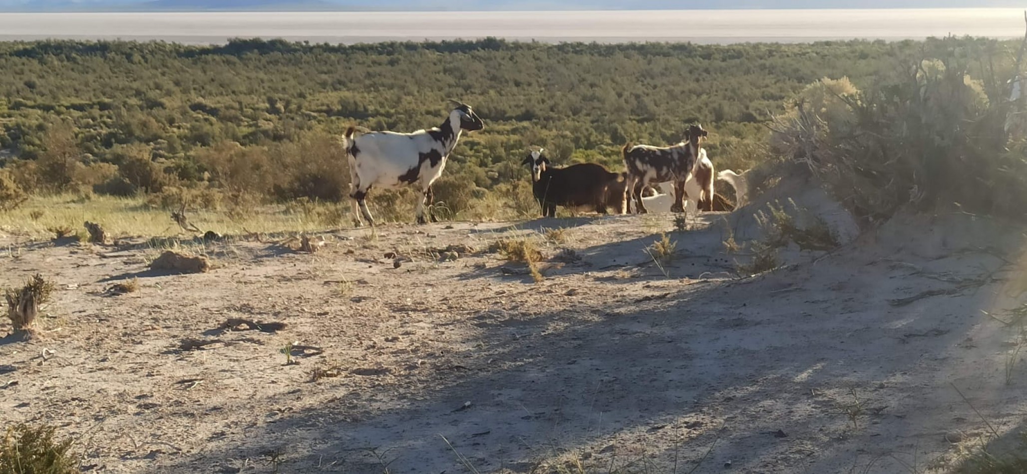 VENDO PUESTO DE 4 HECTAREAS EN LAGUNA LLANCANELO - MALARGUE, MENDOZA 