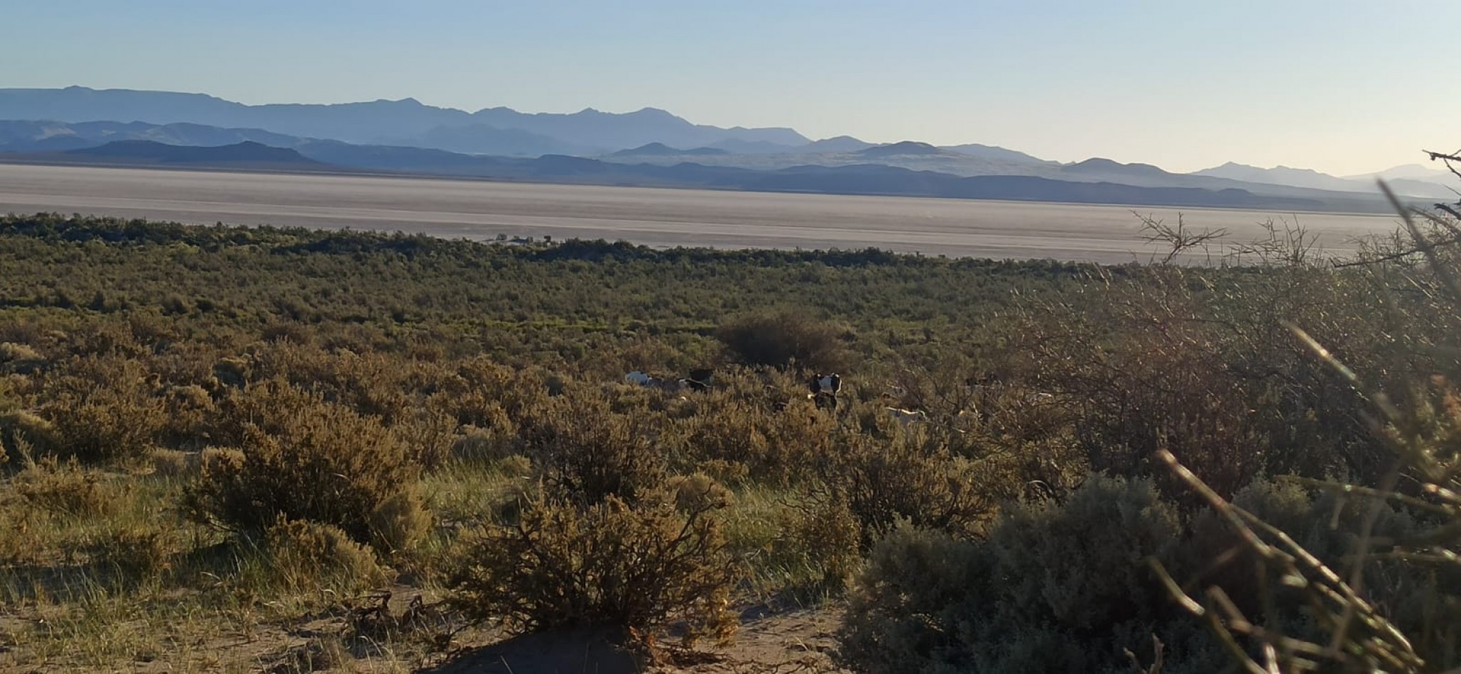VENDO PUESTO DE 4 HECTAREAS EN LAGUNA LLANCANELO - MALARGUE, MENDOZA 